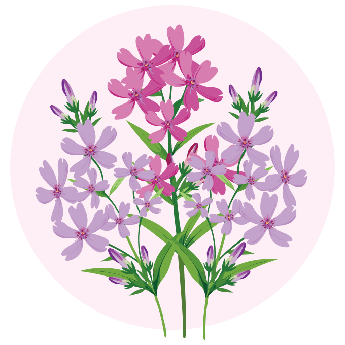朝日を浴びる茶臼山の芝桜
